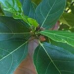 Ficus coronata Leaf