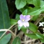 Epilobium duriaei Flor