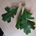 Quercus lyrata Hoja