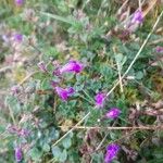 Clinopodium alpinumFlor