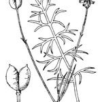 Nigella nigellastrum Mosusu