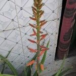 Aloe vera Flor
