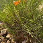 Fimbristylis dichotoma Blad