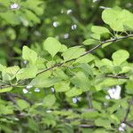 Pisonia aculeata Blad