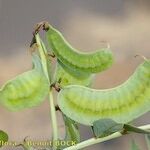 Senna alexandrina फल