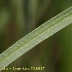 Armeria canescens पत्ता