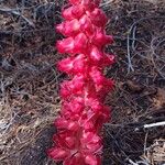 Sarcodes sanguinea 花