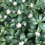 Pachysandra axillaris Habit