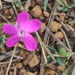 Dianthus pungens Blüte