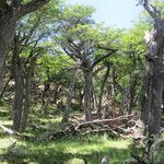 Nothofagus pumilio Habitat