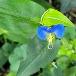 Commelina communis Bloem