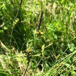 Carex panicea Blomma