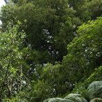 Dacrycarpus dacrydioides Habit