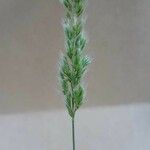 Trisetaria panicea Fruct