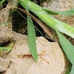 Lamarckia aurea Leaf