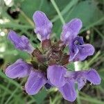 Prunella grandiflora फूल