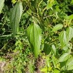 Boehmeria cylindrica Листок