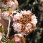 Eriogonum parvifolium Квітка