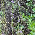 Campanula rapunculus Habit