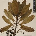 Daphniphyllum himalense Nyingine