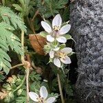 Erodium lebelii പുഷ്പം