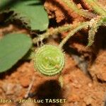 Medicago scutellata Fruto