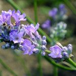 Lavandula angustifoliaKvět