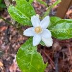 Randia aculeata Flower