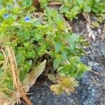 Veronica arvensis Leaf