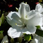 Rhododendron simsii Kvet