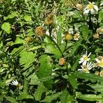 Aster incisus Habit