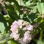 Pycnanthemum verticillatum Blüte