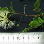 Cojoba rufescens Annet