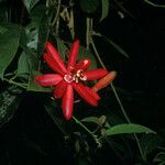 Passiflora glandulosa 花