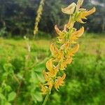 Crotalaria pallidaŽiedas