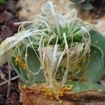 Haemanthus deformis Hábito