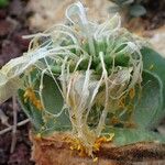 Haemanthus deformis Habit