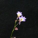 Utricularia striatula 花