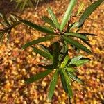 Podocarpus macrophyllusLeaf