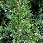 Juniperus chinensis Leaf