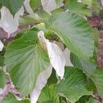 Davidia involucrata Ліст