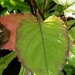 Eurybia macrophylla Leaf