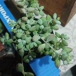 Cotyledon pendens Hoja
