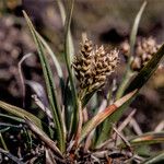 Carex norvegica Hábito