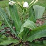 Crinum jagus Foglia