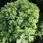 Hylotelephium spectabile Flor