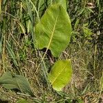 Silphium terebinthinaceum Leaf