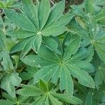 Lupinus polyphyllus Ліст