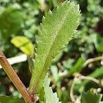 Coleostephus myconis Leaf