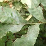 Bolbitis auriculata Leaf